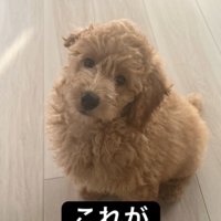見上げる犬