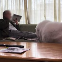 成犬になったドレミちゃん