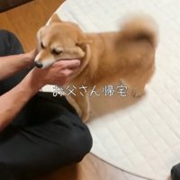 男性の手に口を近づける犬