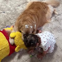おもちゃで遊ぶほのちゃん
