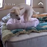 そっとクッションの中に入ろうとする犬
