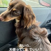 天使のてんちゃんです