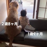 寄り添うように座る犬と赤ちゃんの後ろ姿
