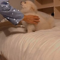 おじいちゃんを見つめる小型犬