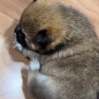 体を掻こうとする赤ちゃん犬