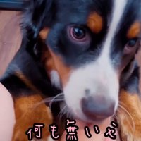おしゃぶり再開するマロンちゃん