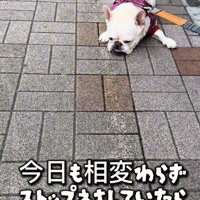 地面に伏せる犬