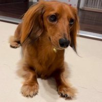 ダックスのモジーくん