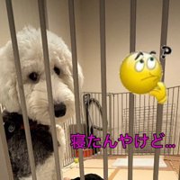 愛犬のポンちゃんが困惑顔…