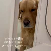 お風呂に入りたいドドくん