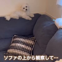 赤ちゃんを観察するエルくん