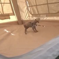 テントの中を歩く犬