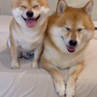 笑顔の2匹の犬