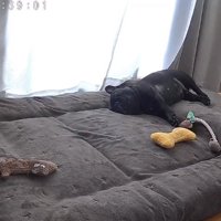 窓際のマットレスで横になって眠るフレンチブルドッグ