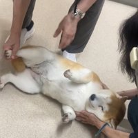 床で寝転ぶ犬