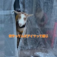 龍之介くんの雪遊び5