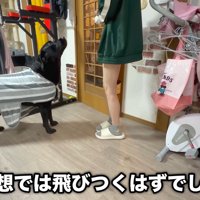 意外と控えめな態度でご挨拶