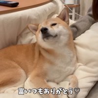 飼い主になでられて目を細める犬