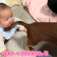 実家のワンコの洗礼を受ける赤ちゃん3