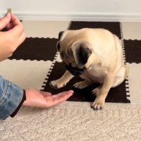 飼い主の手のひらの上で前足を止める子犬