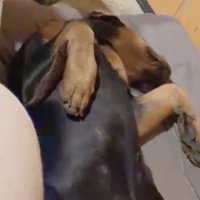 仰向けで横になる犬