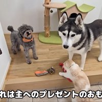 おもちゃが並んでいます