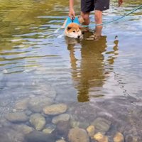 浮いたまま動けない柴犬