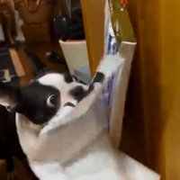 カレンダーを破るマルタくん