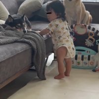 驚いた様子の茶々ちゃん