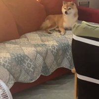 目を逸らすこまりちゃん