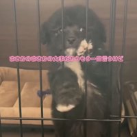 柵につかまる犬