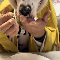 ケーキまみれの顔で手を舐める犬