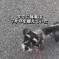 リードをつけて見上げる犬