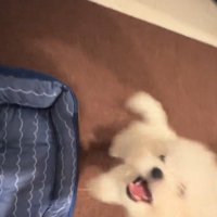 ぴょんっとジャンプ