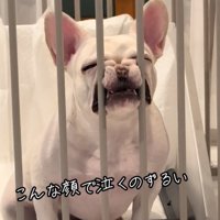 顔を柵に押しつける犬