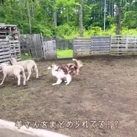 羊たちをコントロールするガルチェロちゃん