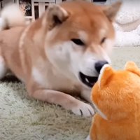 苛立つ柴犬