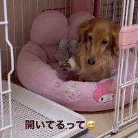 前足を上げる犬