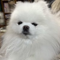 眠たそうにカメラを見つめる犬