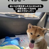 ぬいぐるみと一緒