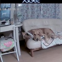 カメラ越しに飼い主さんの声が