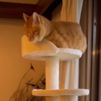 キャットタワーに乗ったターコロちゃん
