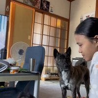 見つめる犬2