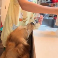哺乳瓶に顔を近づける犬