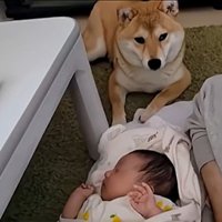 わらびちゃんと赤ちゃん