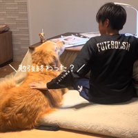 撫でてもらう犬