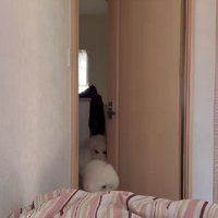 スタンダードプードルさん！！