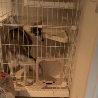 ケージの中に入った犬