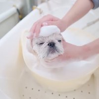 シャンプーされるもち太くん