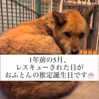 保護された犬